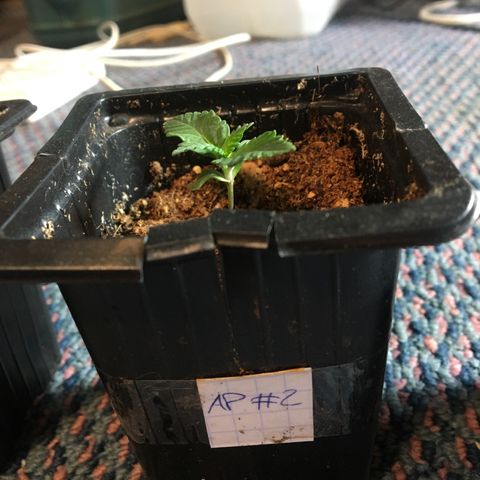 LSD  #2 growlog timeline photo