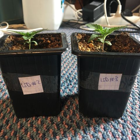 LSD  #2 growlog timeline photo