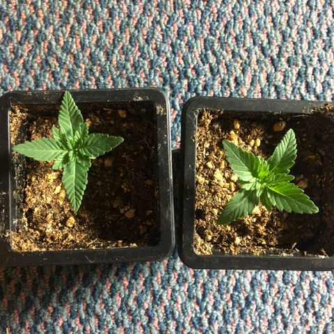 LSD  #2 growlog timeline photo