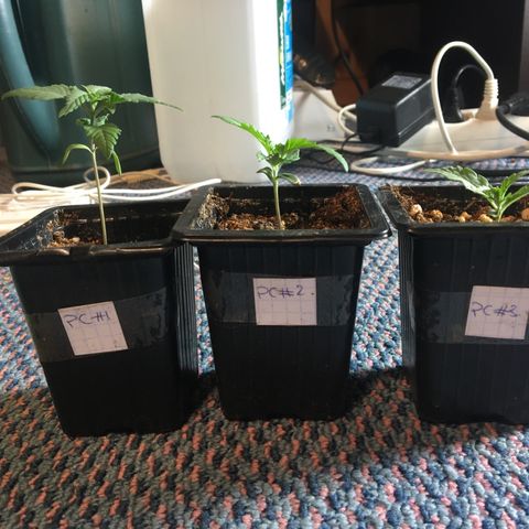 LSD  #2 growlog timeline photo