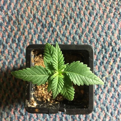 LSD  #2 growlog timeline photo