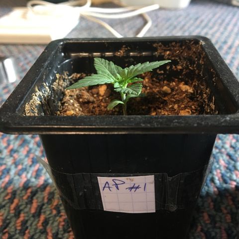 LSD  #2 growlog timeline photo