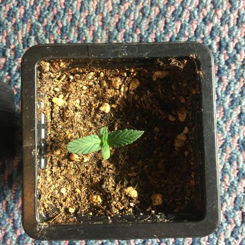 LSD  #2 growlog timeline photo