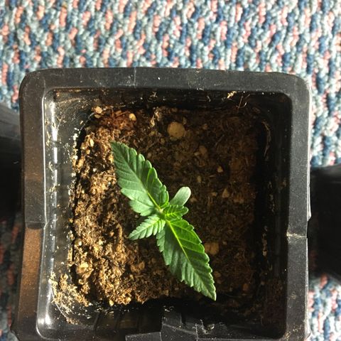 LSD  #2 growlog timeline photo