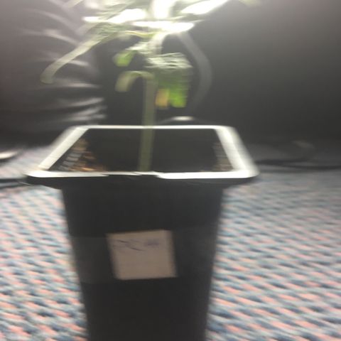 LSD  #2 growlog timeline photo