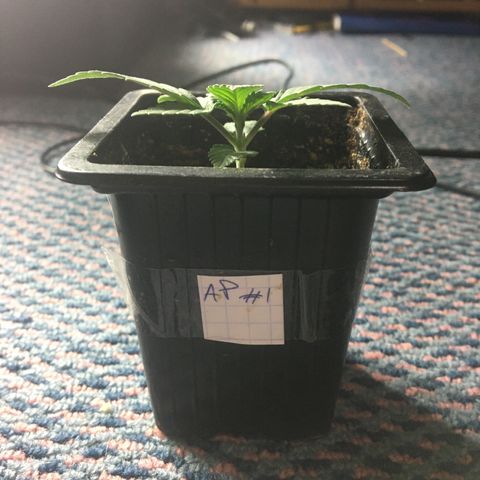 LSD  #2 growlog timeline photo
