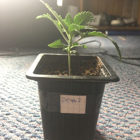 LSD  #2 growlog timeline photo
