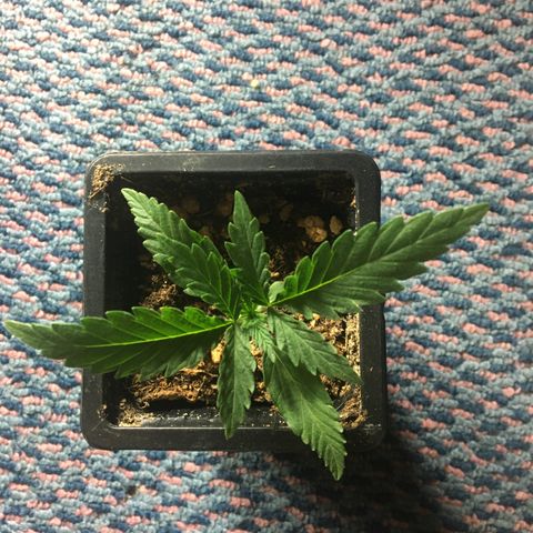 LSD  #2 growlog timeline photo