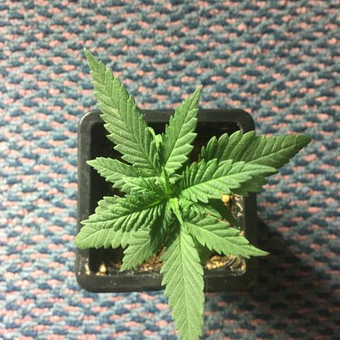 LSD  #2 growlog timeline photo
