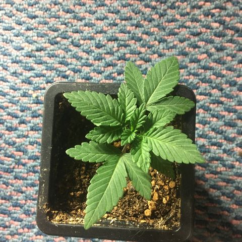 LSD  #2 growlog timeline photo