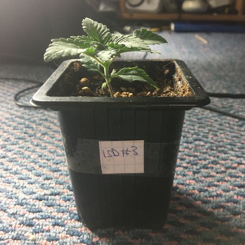 LSD  #2 growlog timeline photo