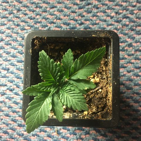 LSD  #2 growlog timeline photo
