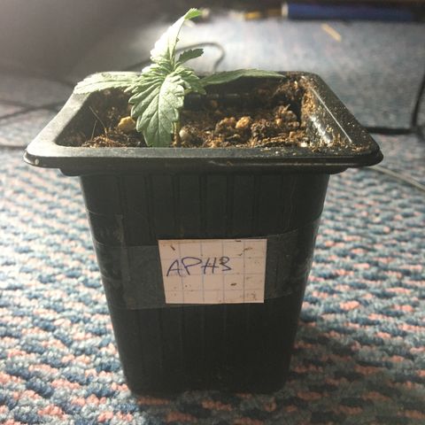 LSD  #2 growlog timeline photo