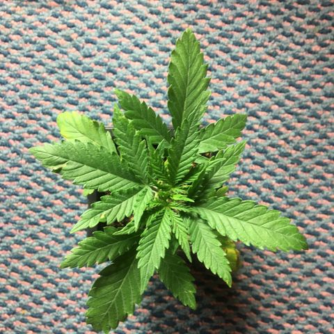 LSD  #2 growlog timeline photo