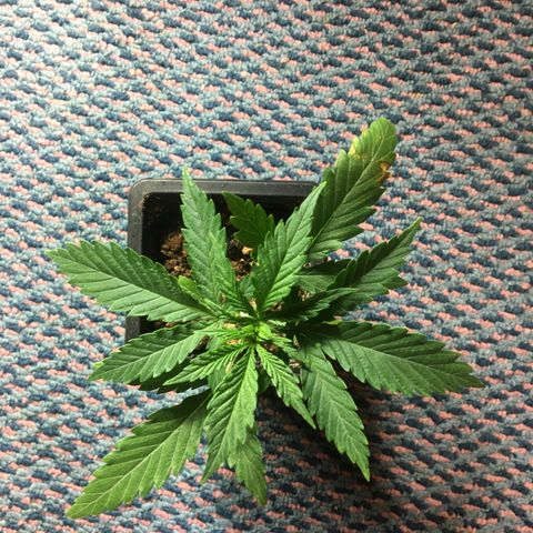 LSD  #2 growlog timeline photo