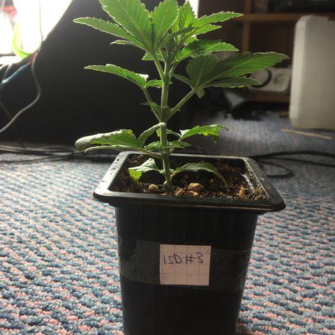 LSD  #2 growlog timeline photo