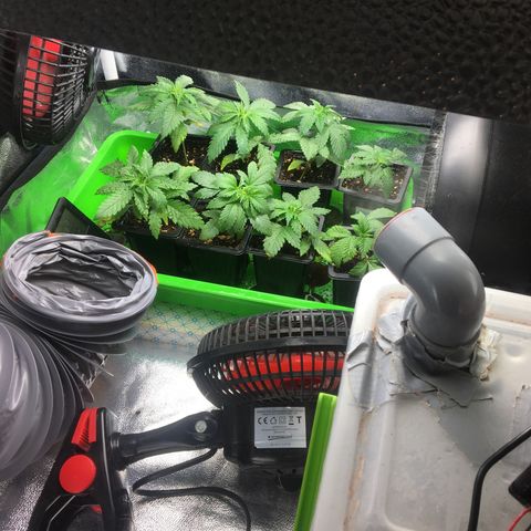LSD  #2 growlog timeline photo