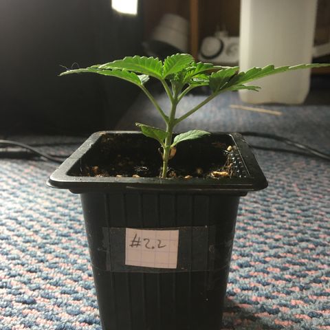 LSD  #2 growlog timeline photo