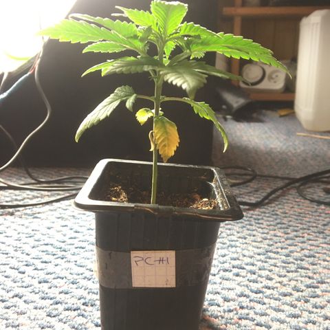 LSD  #2 growlog timeline photo