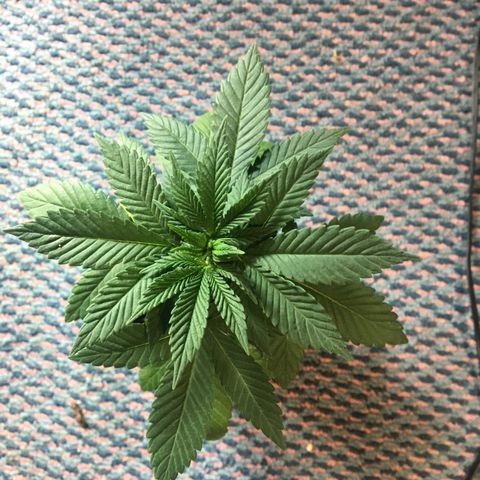 LSD  #2 growlog timeline photo