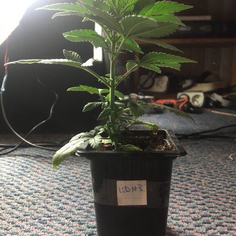 LSD  #2 growlog timeline photo