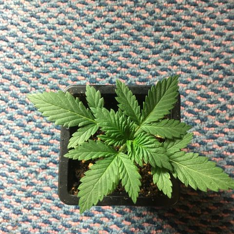 LSD  #2 growlog timeline photo