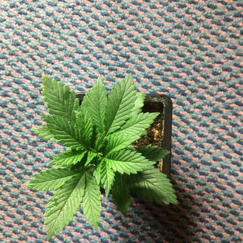 LSD  #2 growlog timeline photo