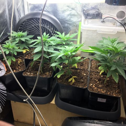 LSD  #2 growlog photo: Cro +30