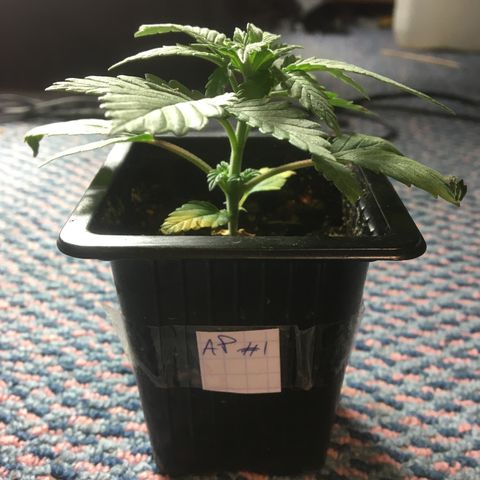 LSD  #2 growlog timeline photo