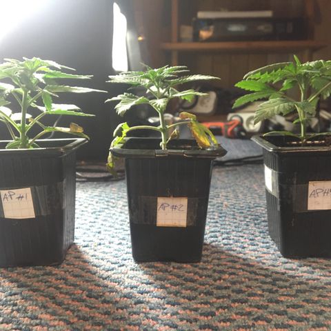 LSD  #2 growlog timeline photo