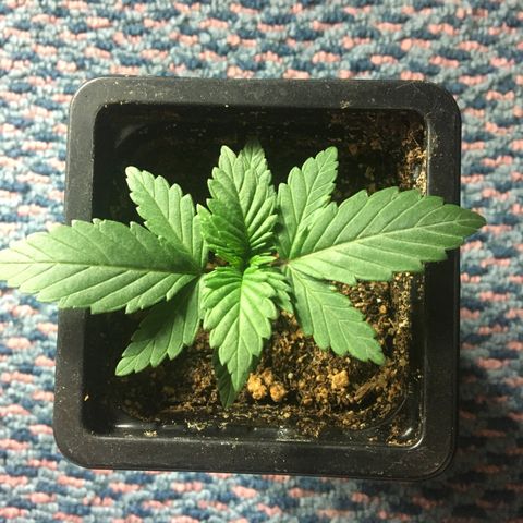 LSD  #2 growlog timeline photo
