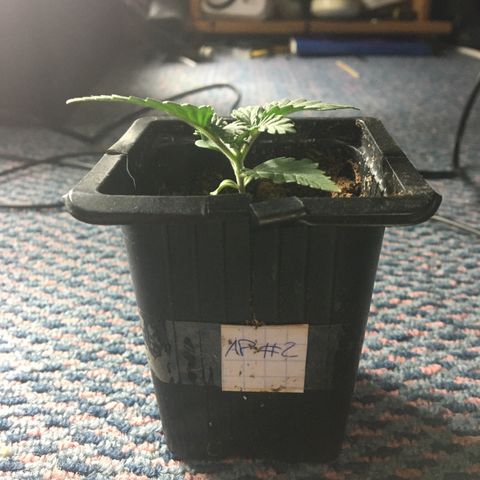 LSD  #2 growlog timeline photo