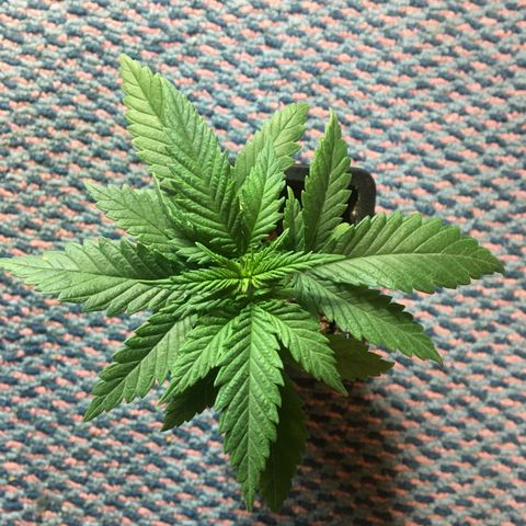 LSD  #2 growlog timeline photo