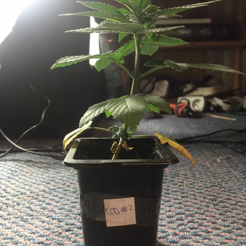 LSD  #2 growlog timeline photo