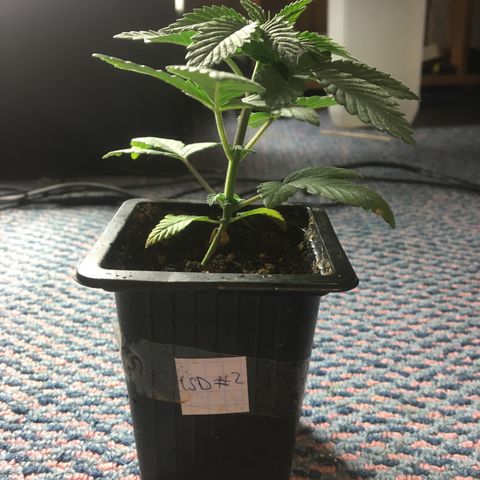 LSD  #2 growlog timeline photo