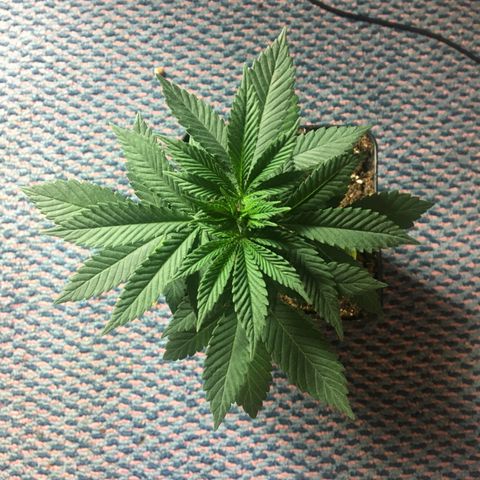 LSD  #2 growlog timeline photo