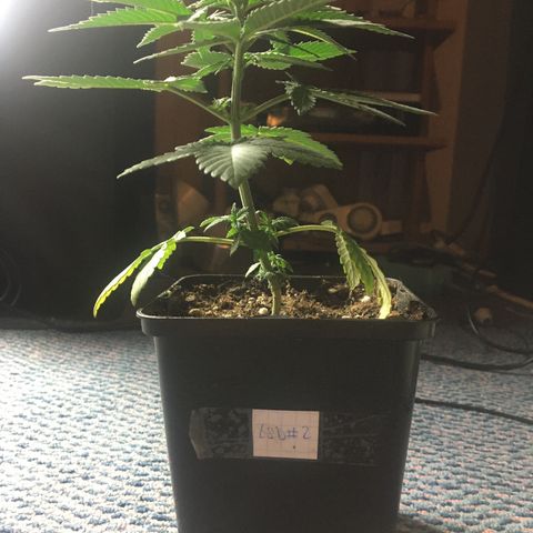 LSD  #2 growlog timeline photo