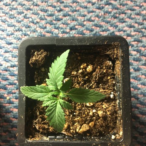 LSD  #2 growlog timeline photo