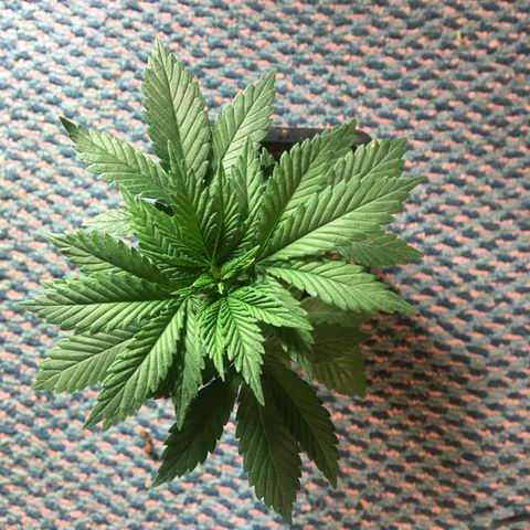 LSD  #2 growlog timeline photo
