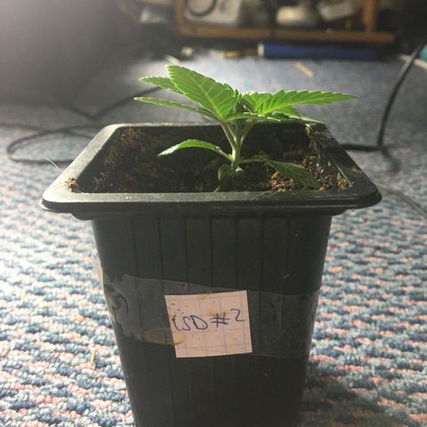 LSD  #2 growlog timeline photo