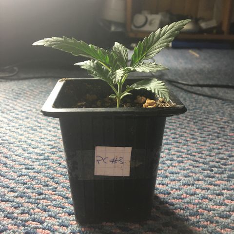 LSD  #2 growlog timeline photo