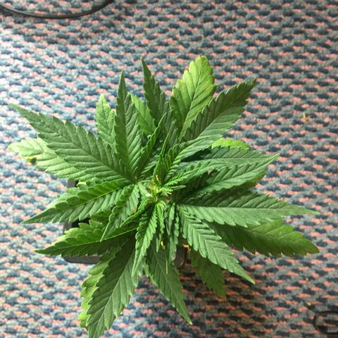 LSD  #2 growlog timeline photo