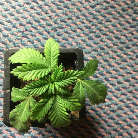 LSD  #2 growlog timeline photo