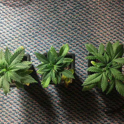 LSD  #2 growlog timeline photo