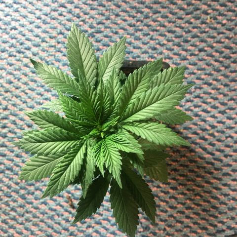 LSD  #2 growlog timeline photo