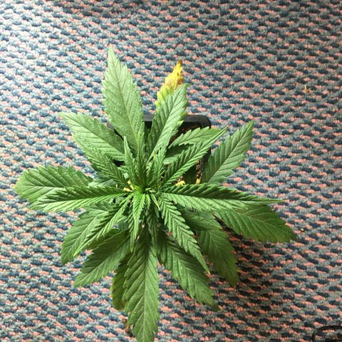 LSD  #2 growlog timeline photo