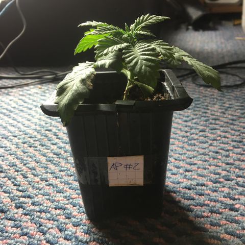 LSD  #2 growlog timeline photo