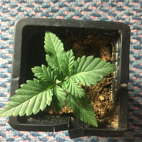 LSD  #2 growlog timeline photo