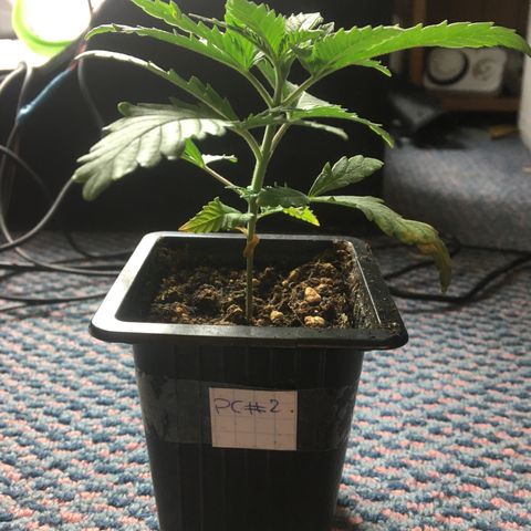 LSD  #2 growlog timeline photo