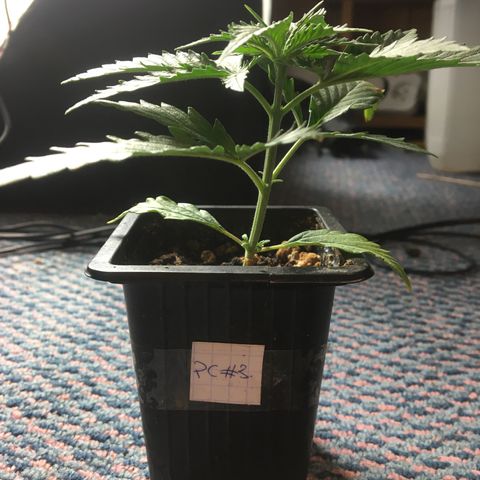 LSD  #2 growlog timeline photo
